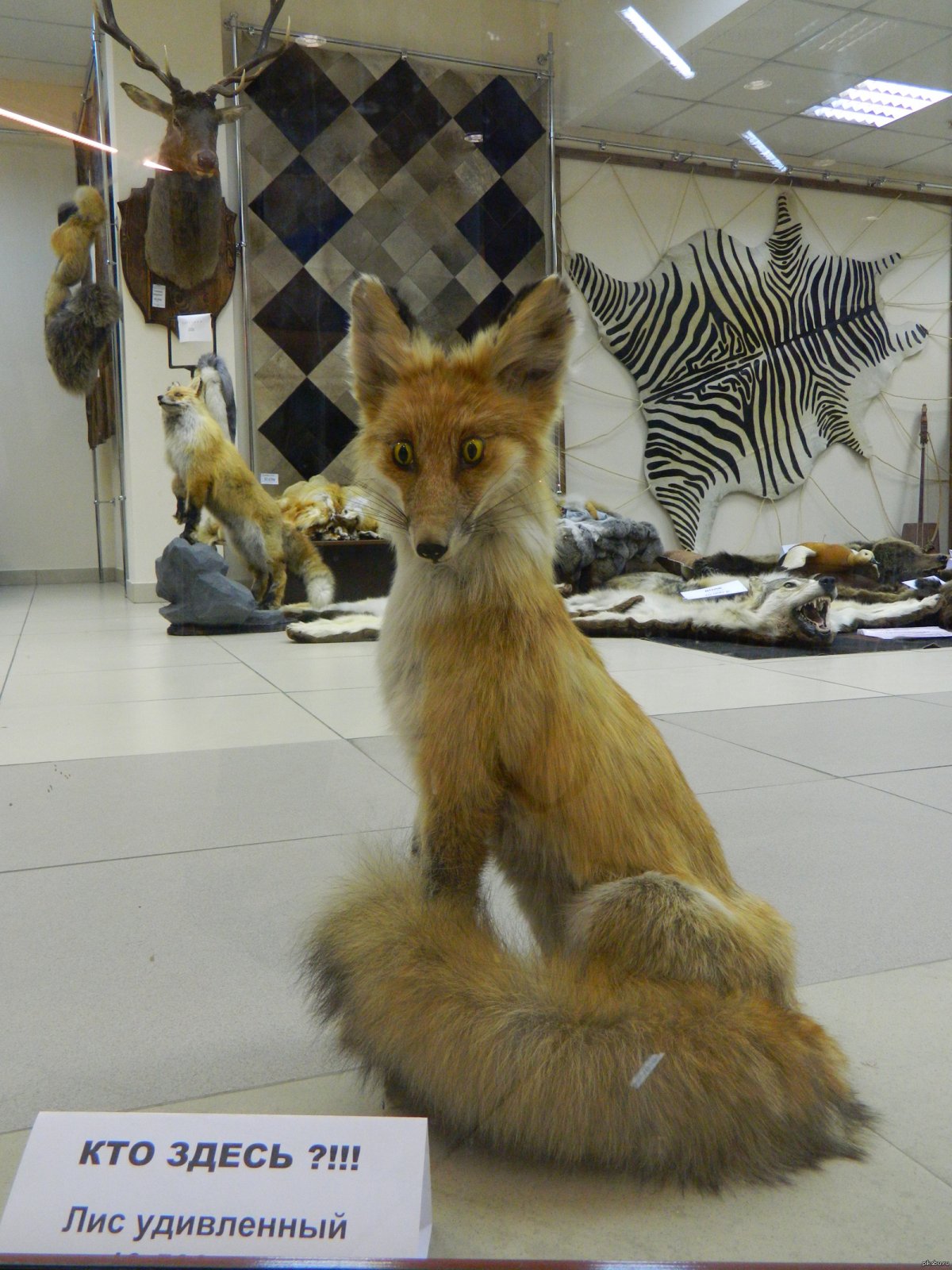 Самые странные чучела животных