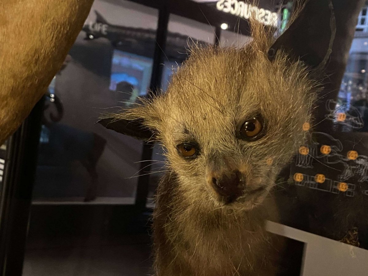 Чучело тигра смешное