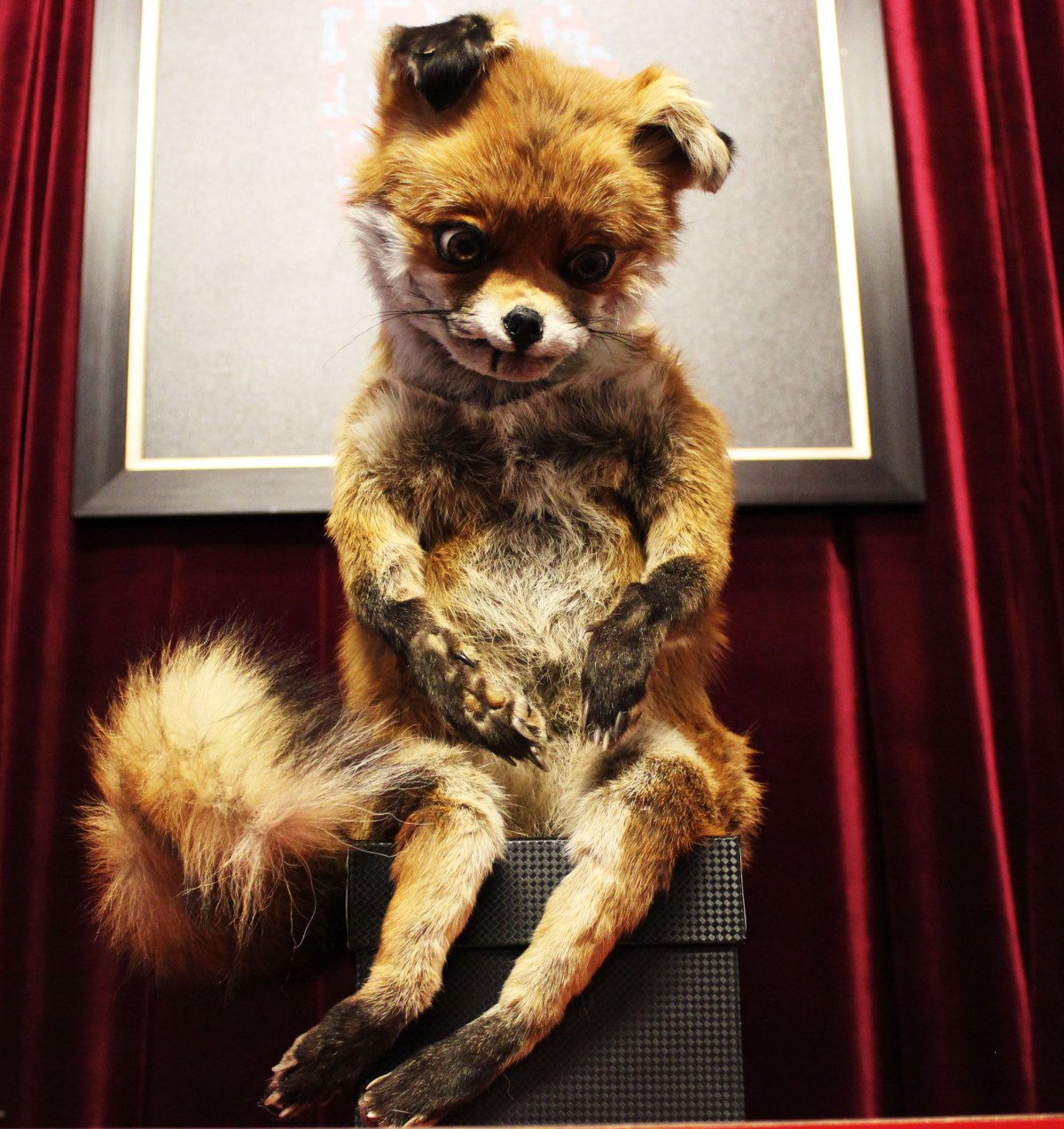 Животное с длинными ногами