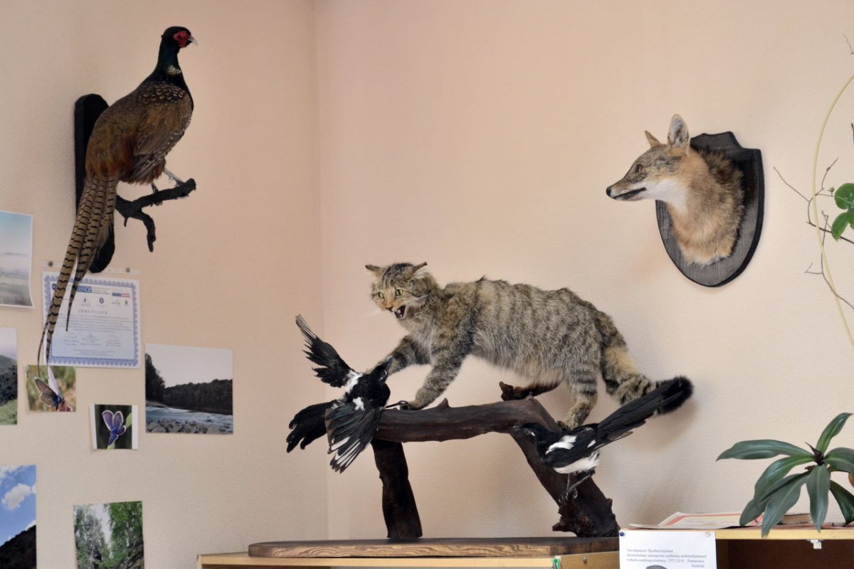 Таксидермия чучело шакала