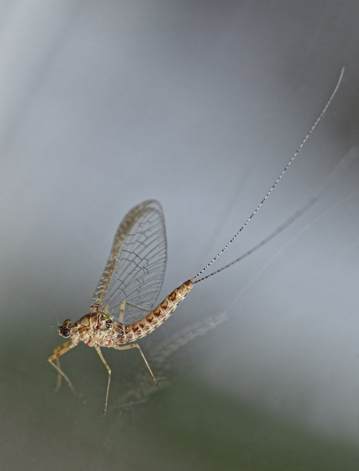 Бабочка стеклянница