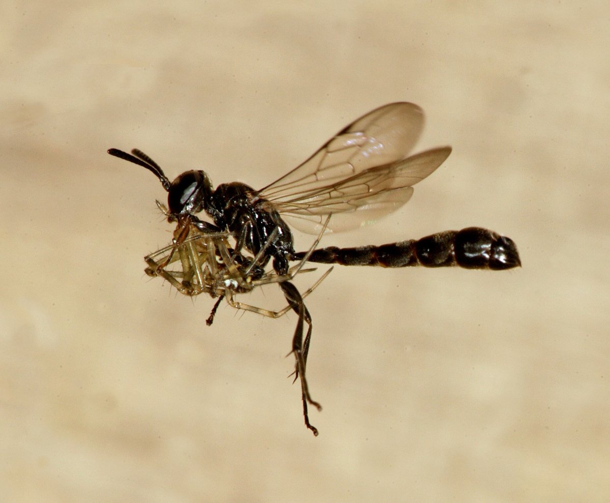 Летающее насекомое с длинным хвостом