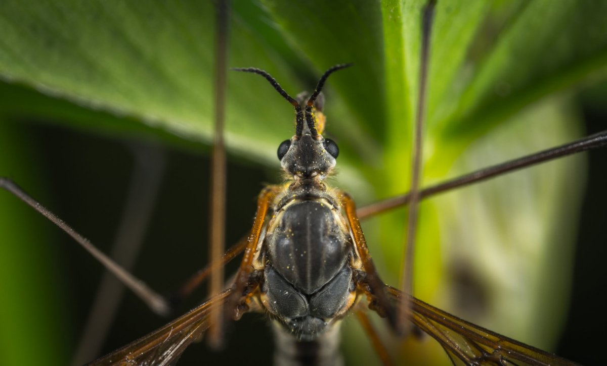 Черная Стрекоза