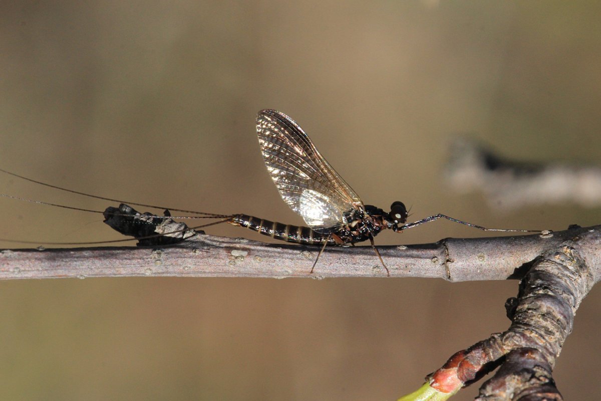 Стрекоза крупно