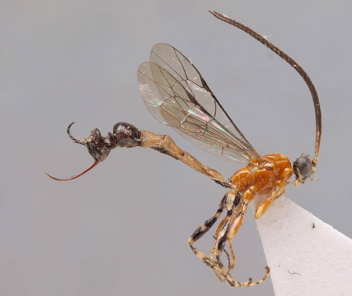 Черное насекомое с оранжевыми лапками