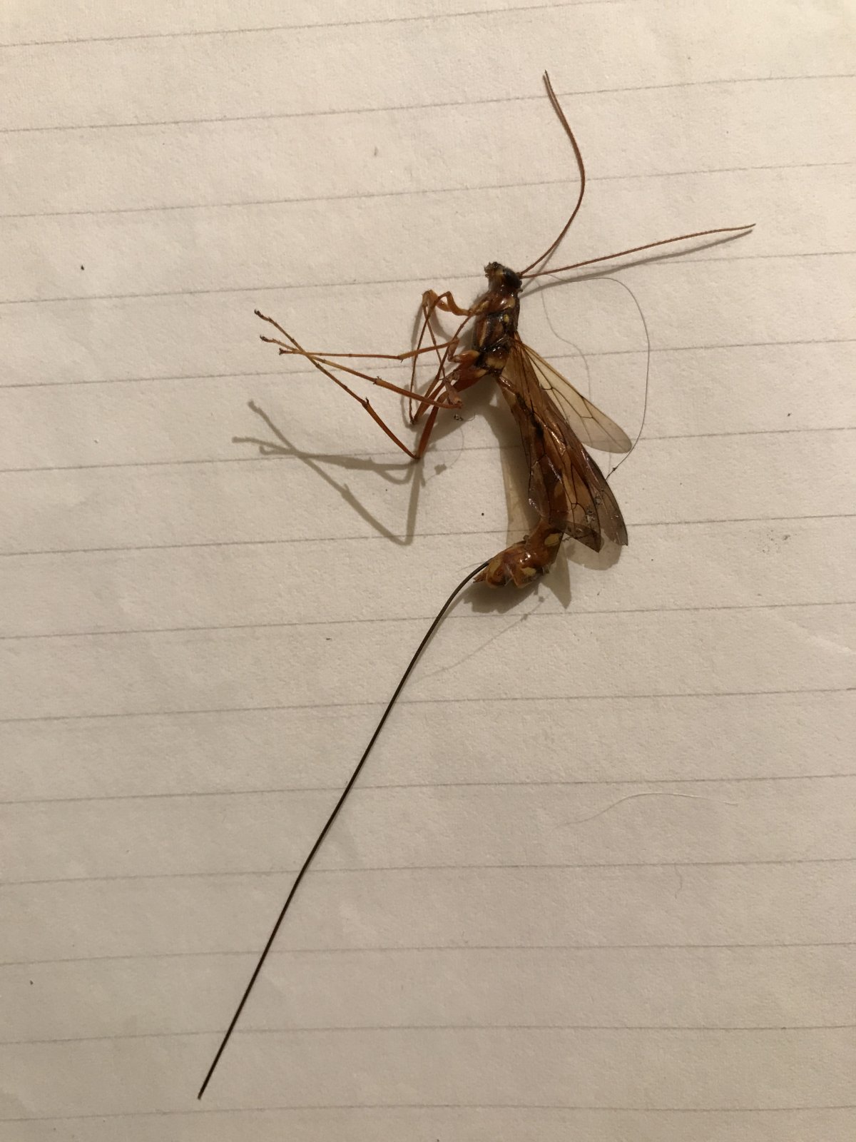 Прыгающие насекомые