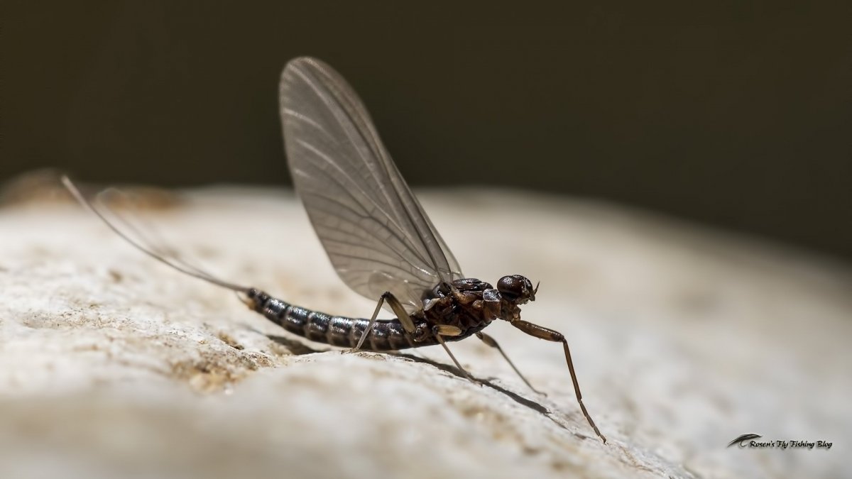 Насекомое с длинным хвостом