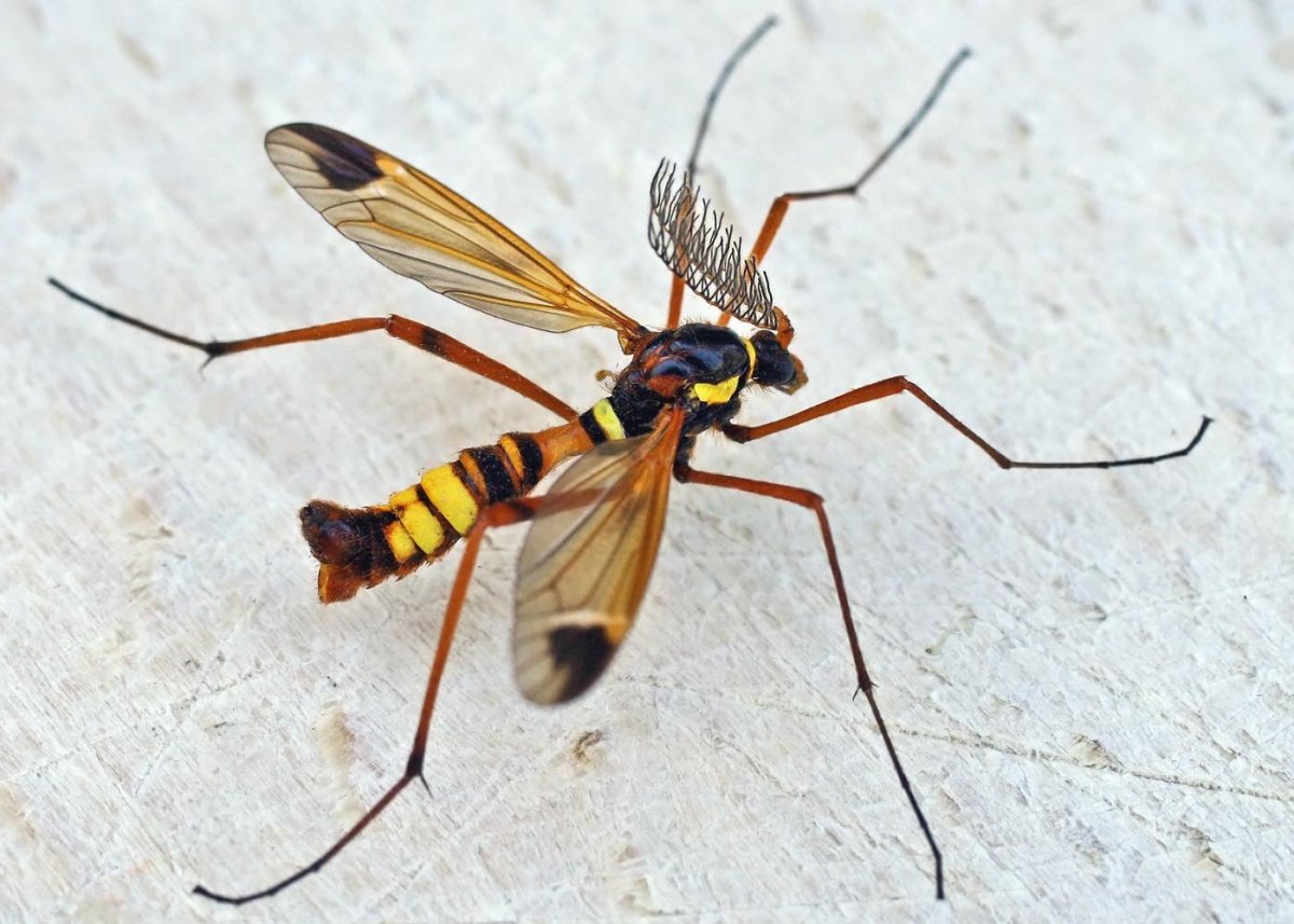 Муха Скорпионница