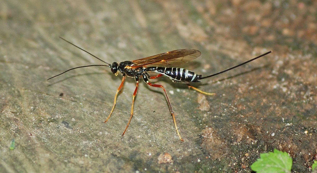 Летающий Скорпион насекомое