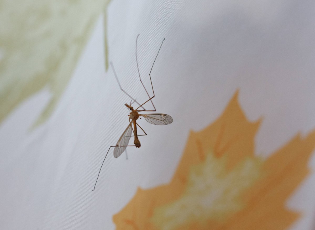 Дрон Стрекоза