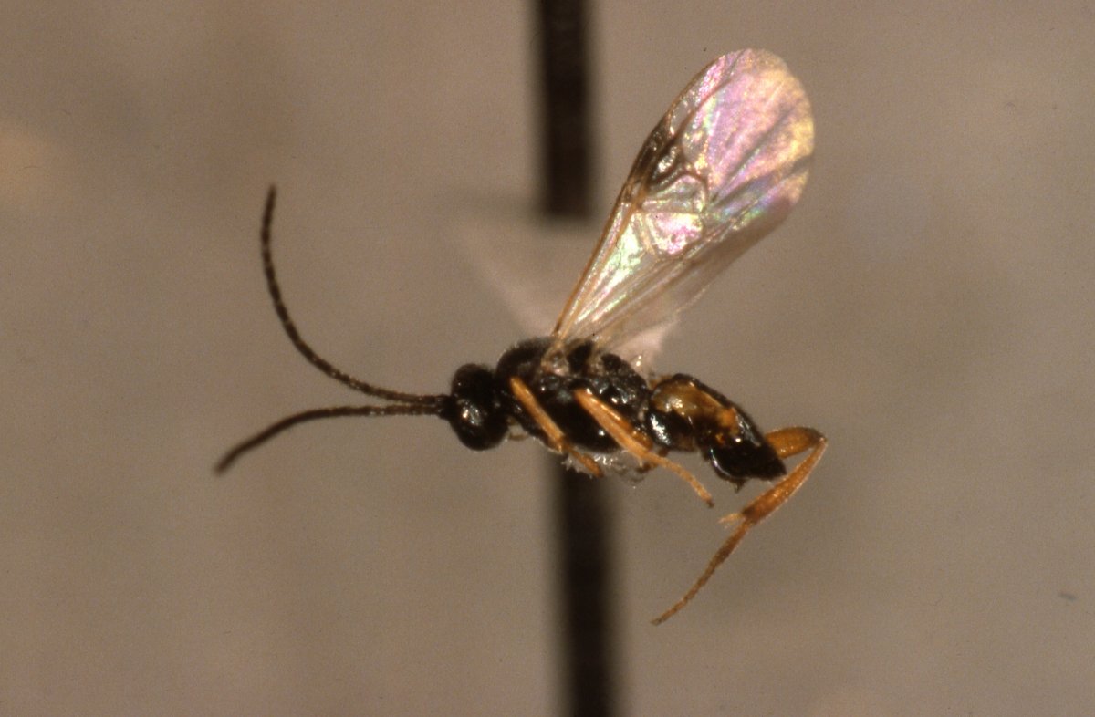 Поденка семидневная