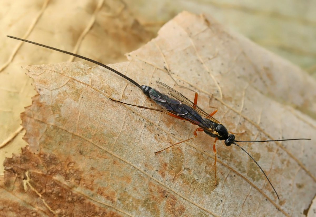 Наездник лиссонота