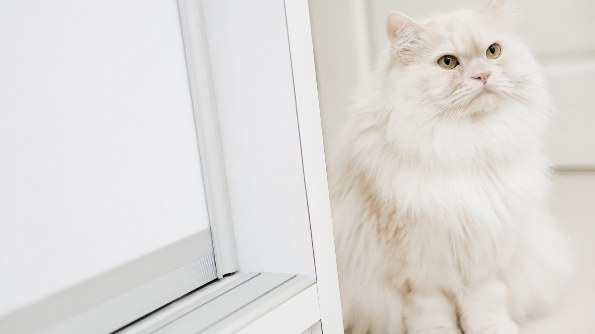 Персидской шотландко Сибирская кошка