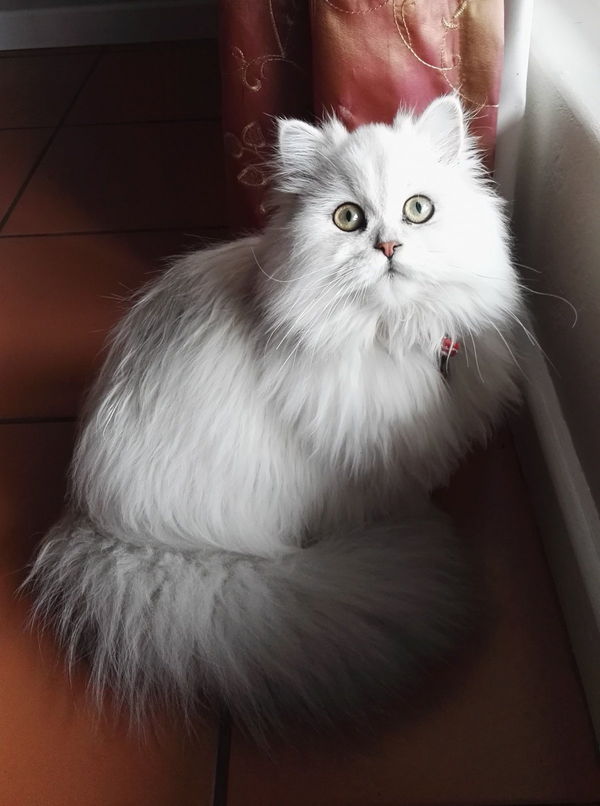 Кошка серая с белым пушистая