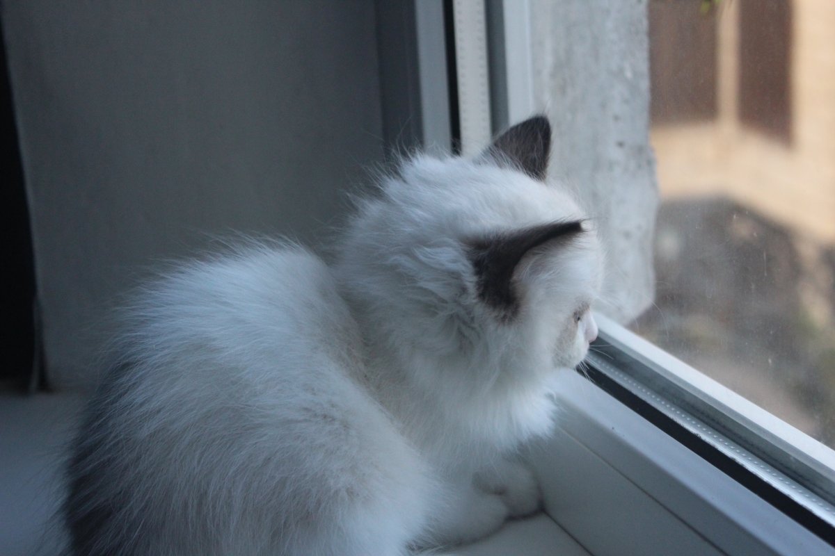 Сибирская кошка пепельная