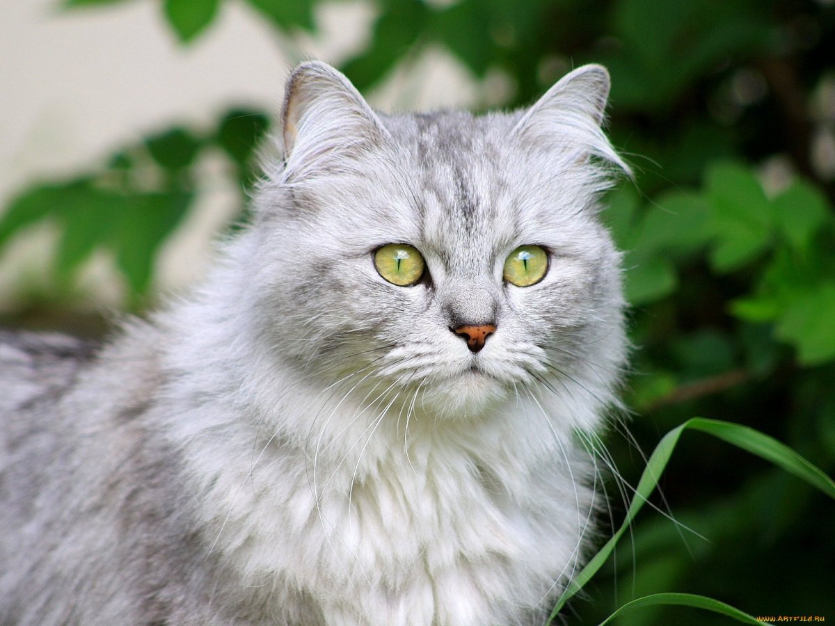 Пушистый шотландец кстати