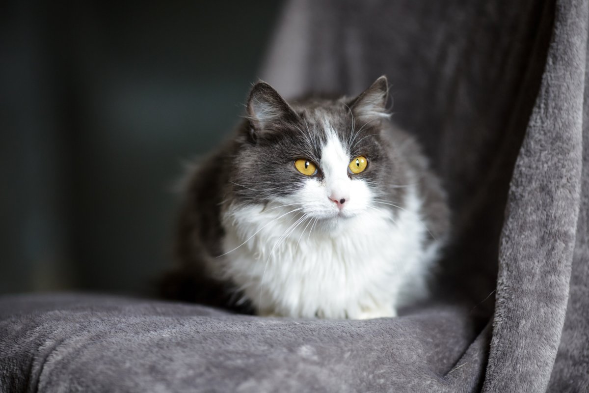 Белый пушистый котенок