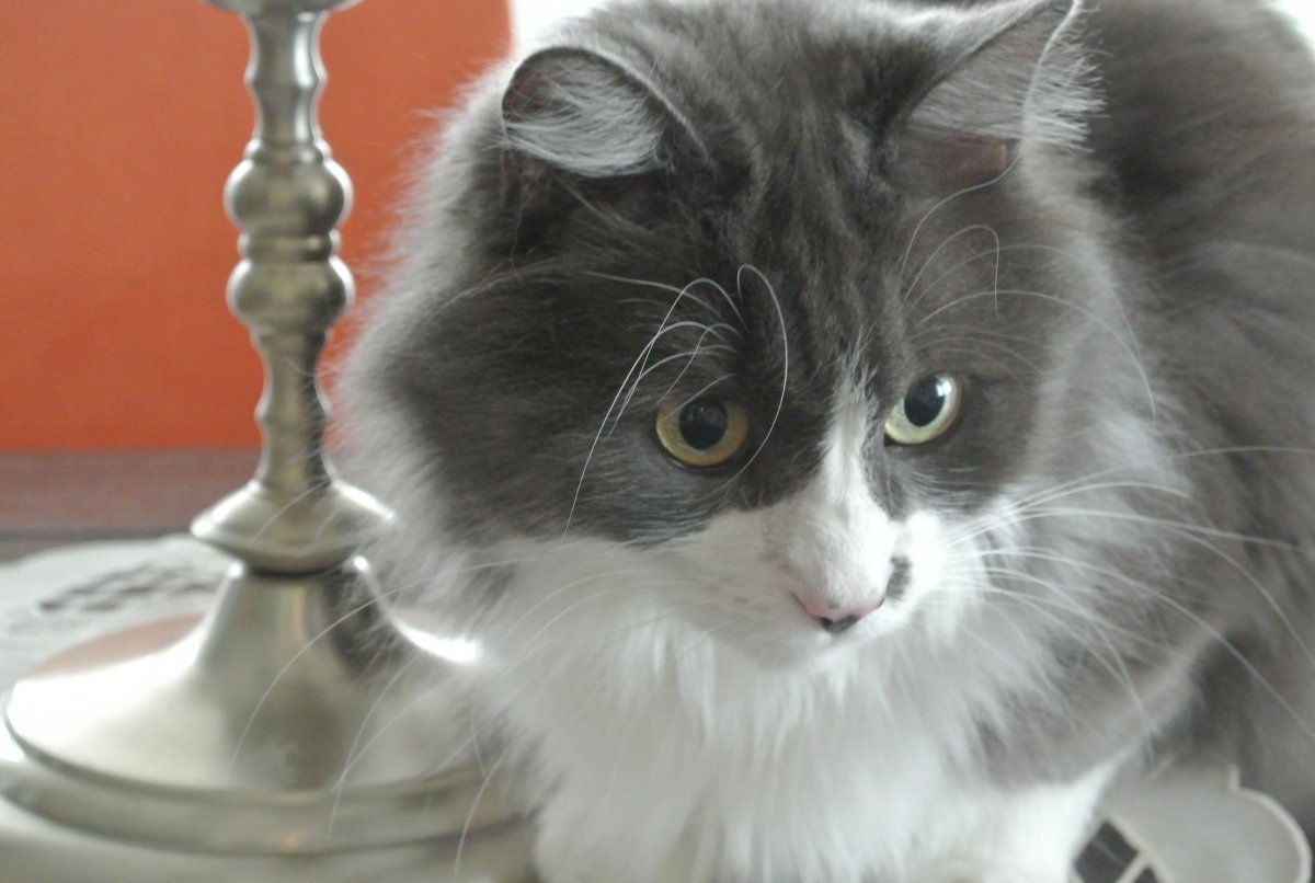 Серо белый пушистый кот