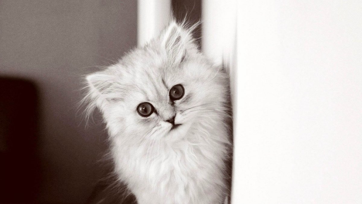 Рагамаффин черно белый