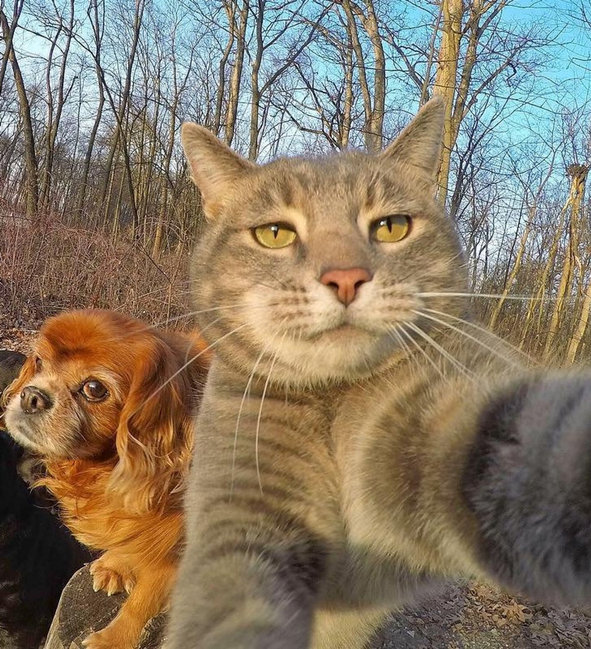 Кот и ротвейлеры селфи