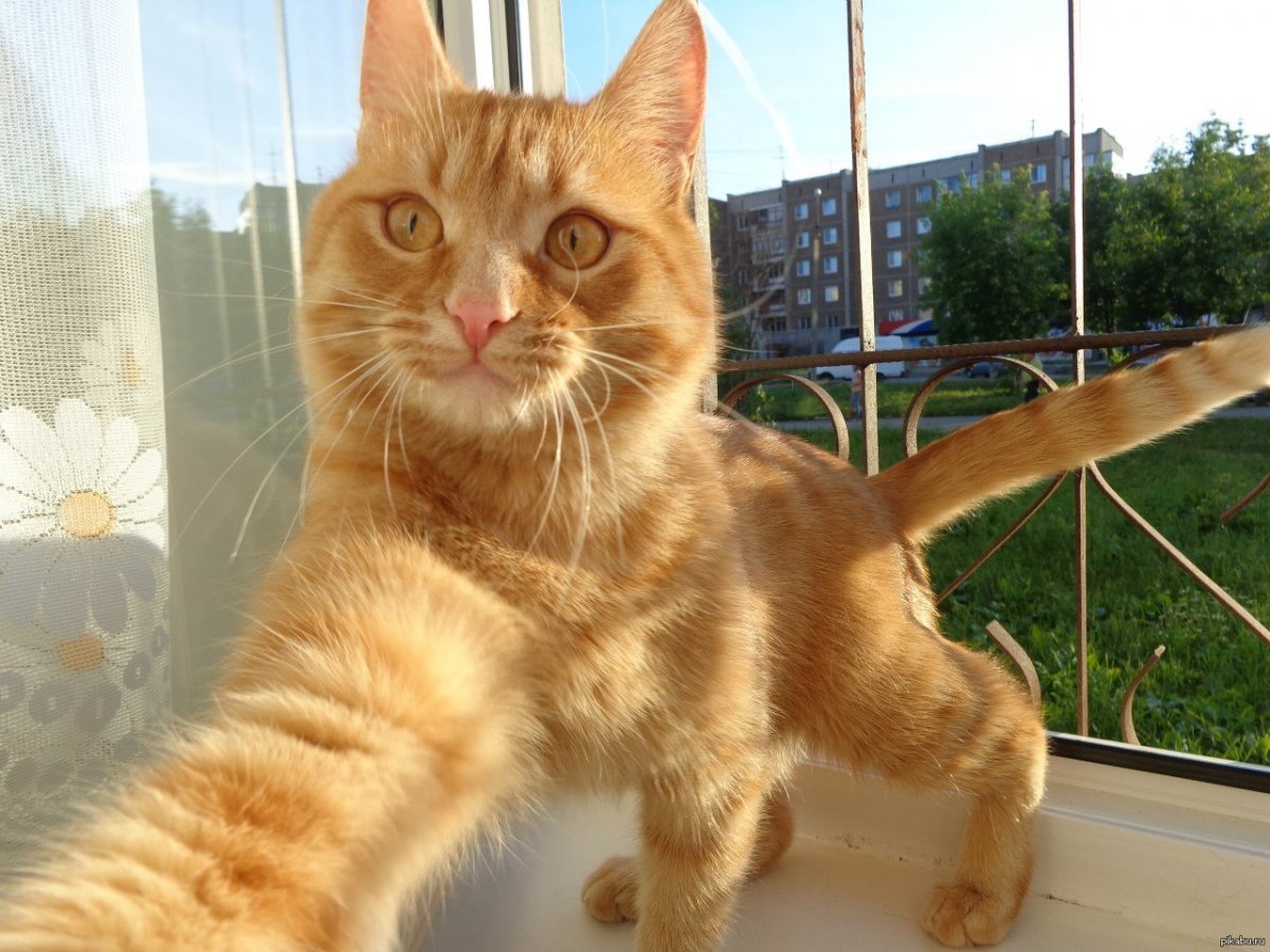 Рыжий кот селфи