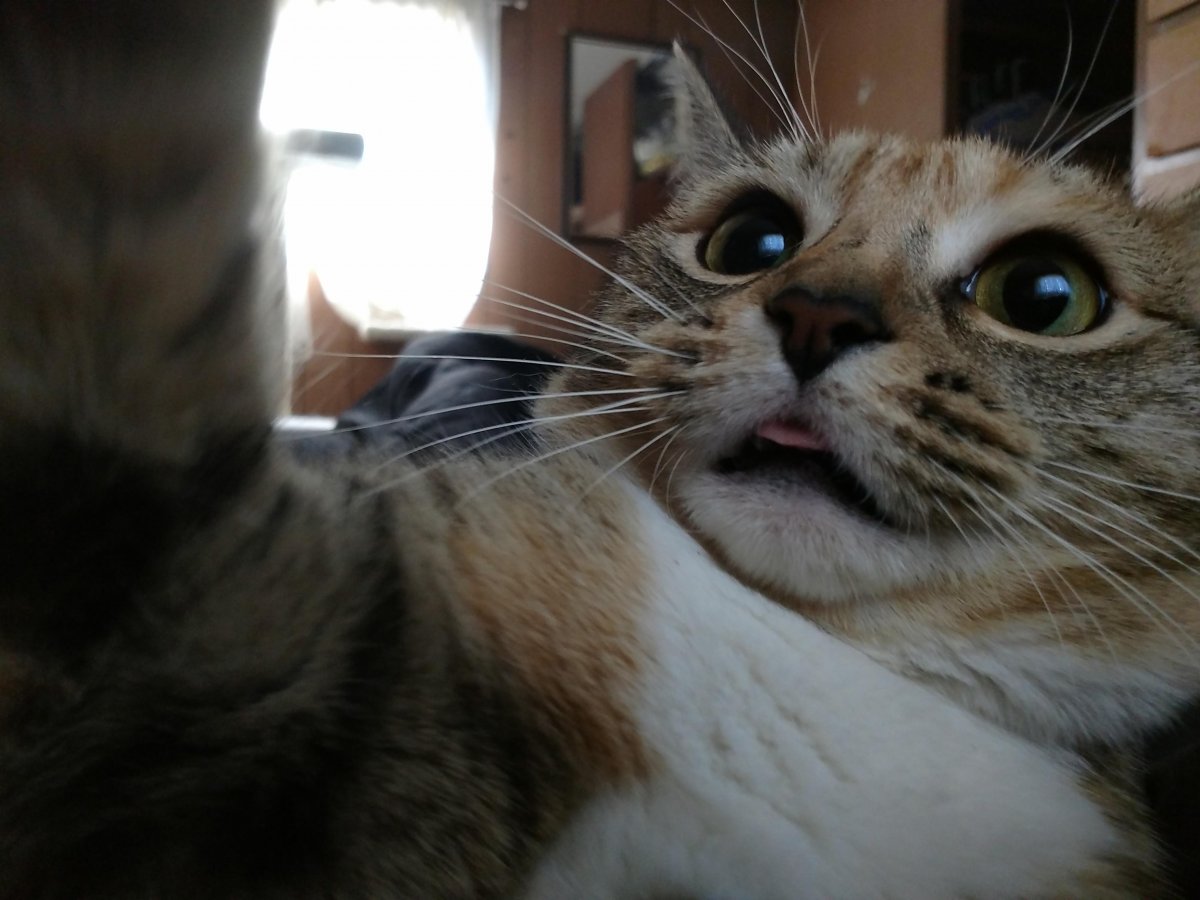 Кот сам себя фотографирует