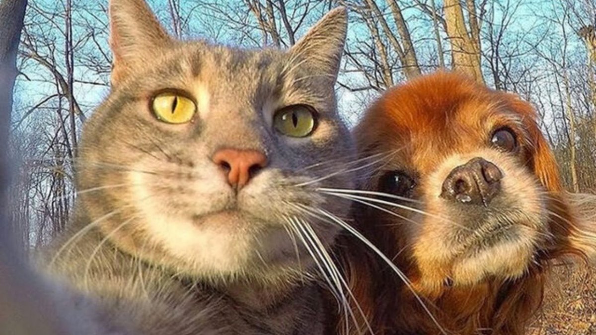 Котик с айфоном