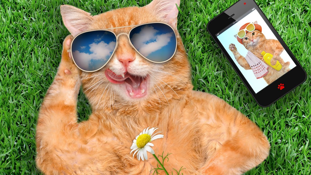 Рыжий котик в очках