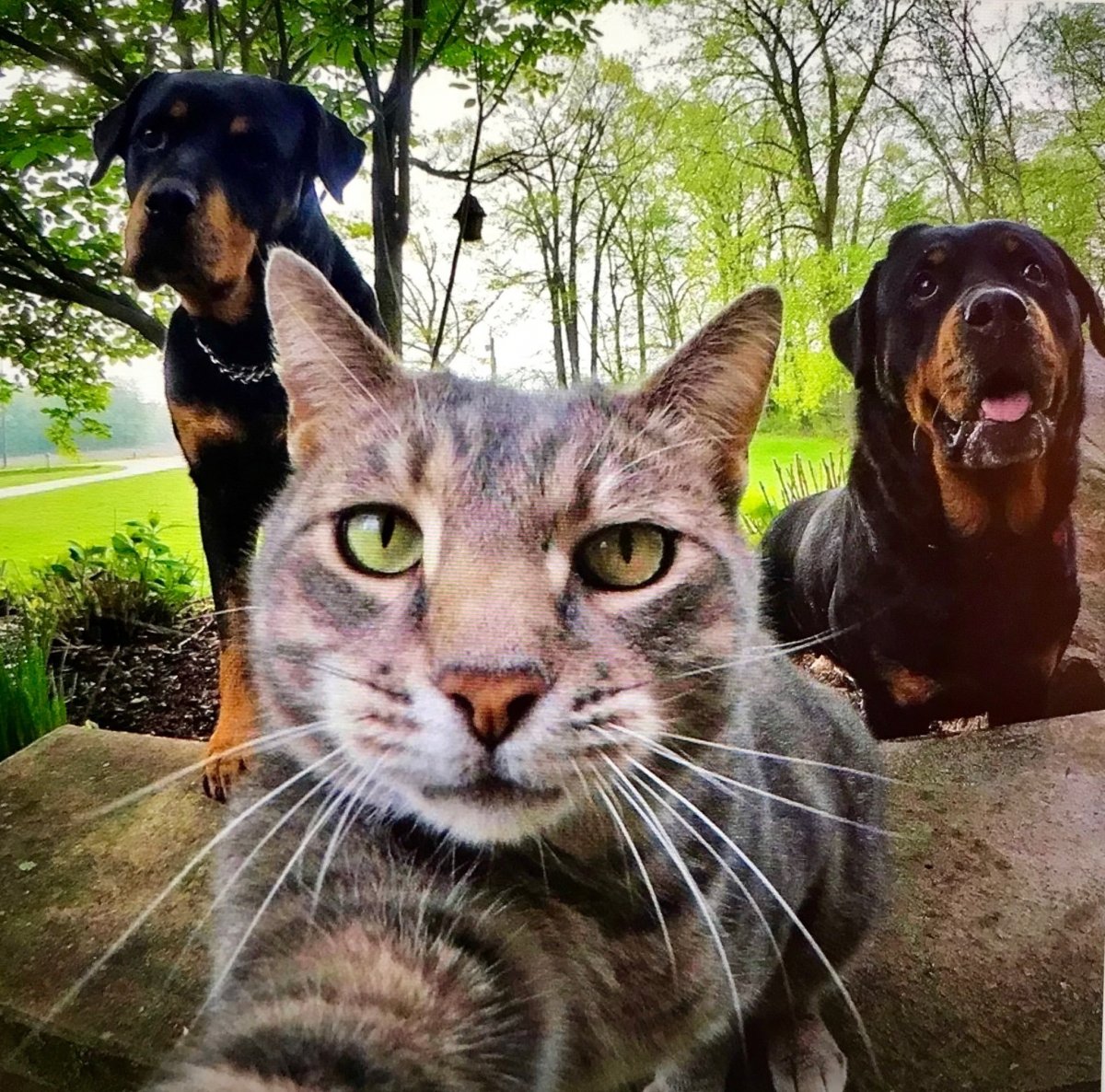Селфи кошки с собаками
