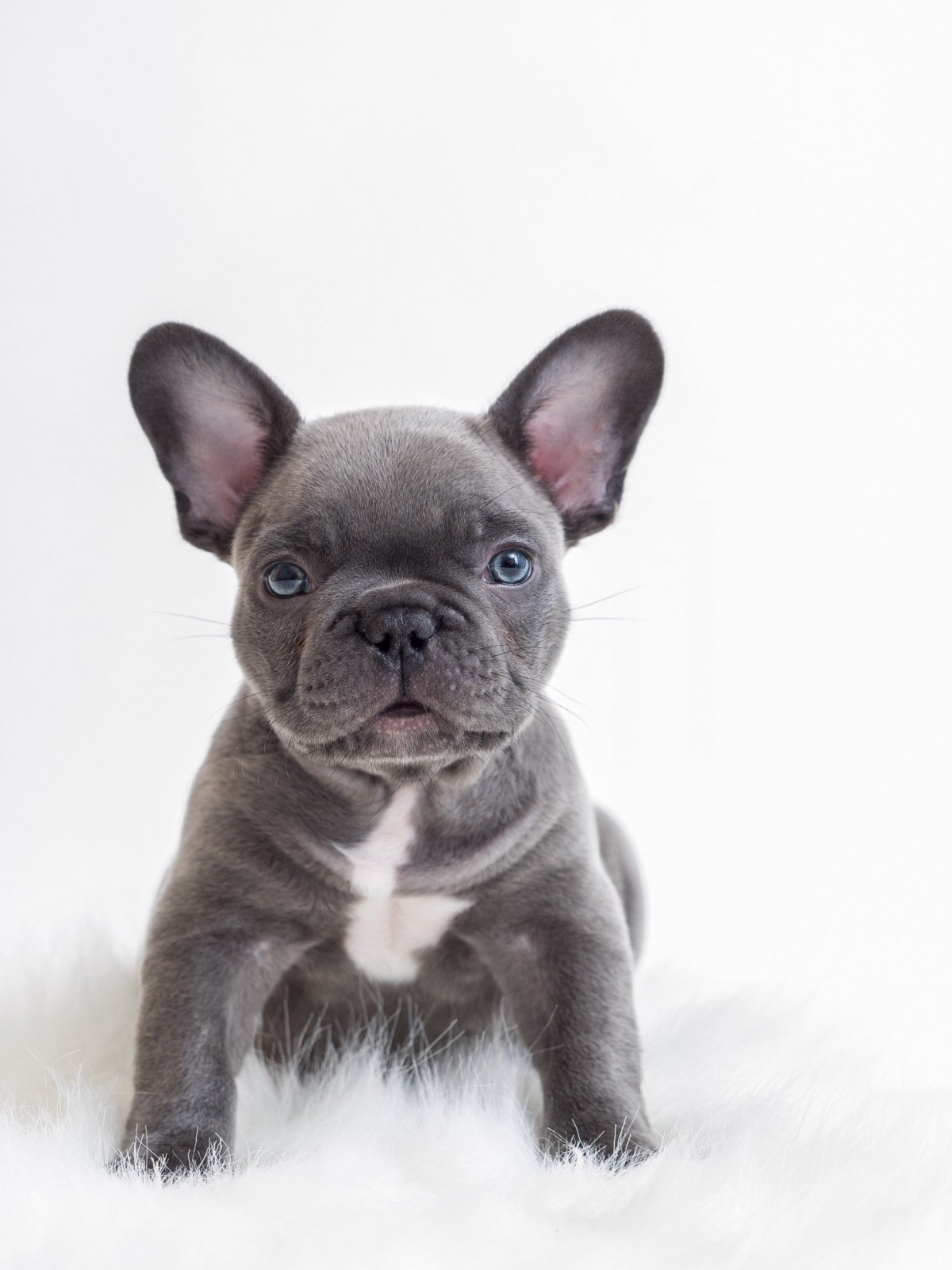 Бульдог с голубыми глазами