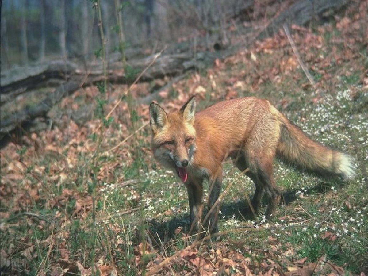 Дикие животные ленинградской области