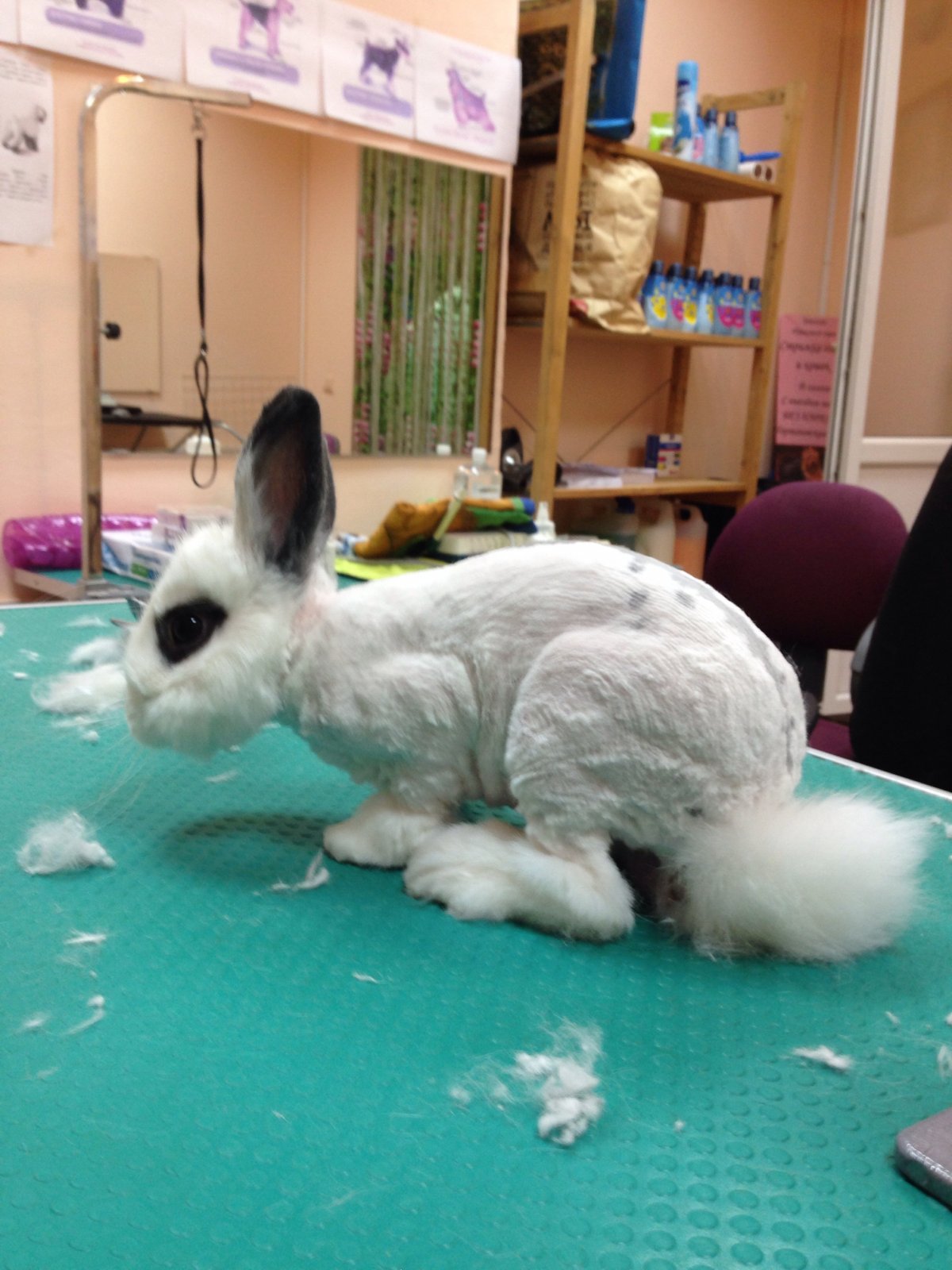 Кролики рекс крольчата