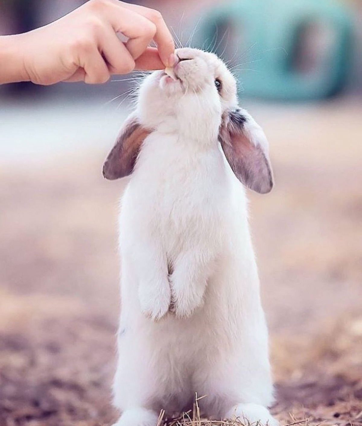 Кролик баран вислоухий великан