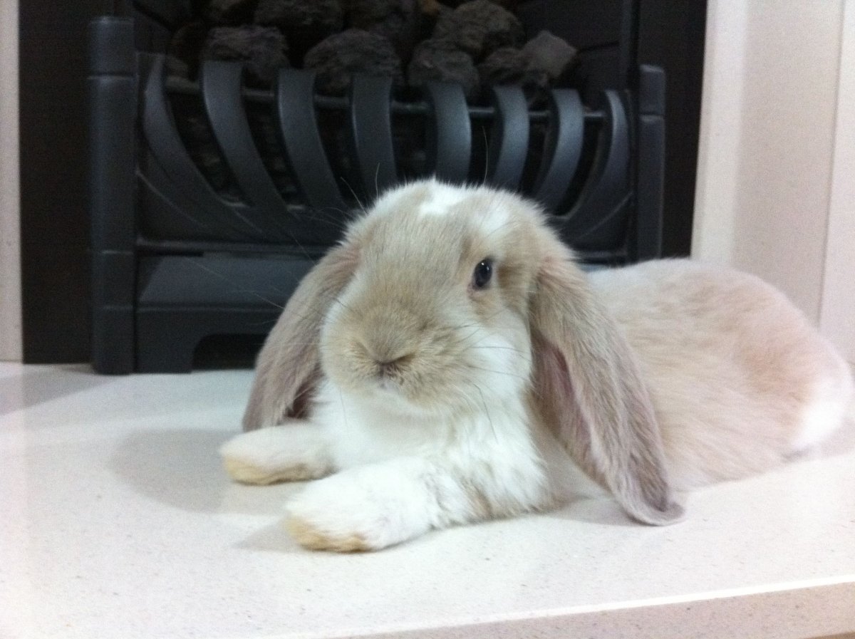 Минилоп кролик