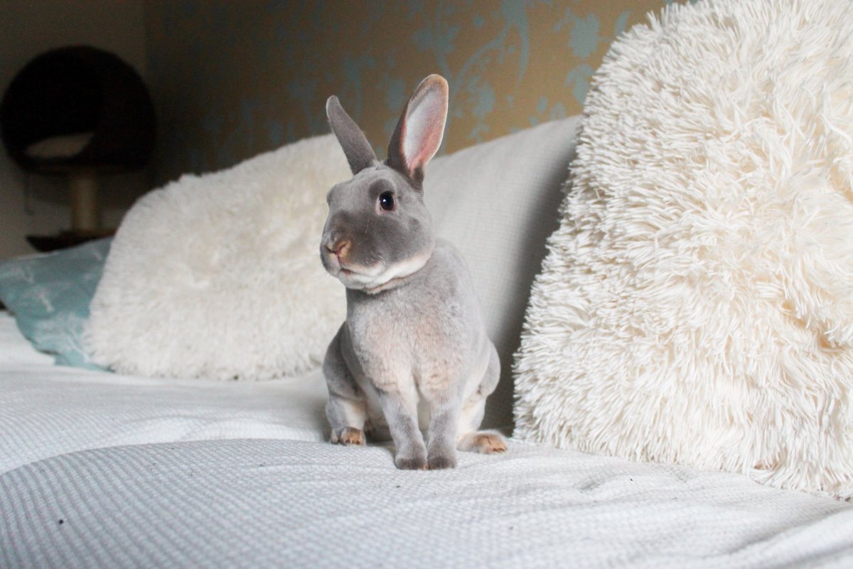 Клички для кроликов