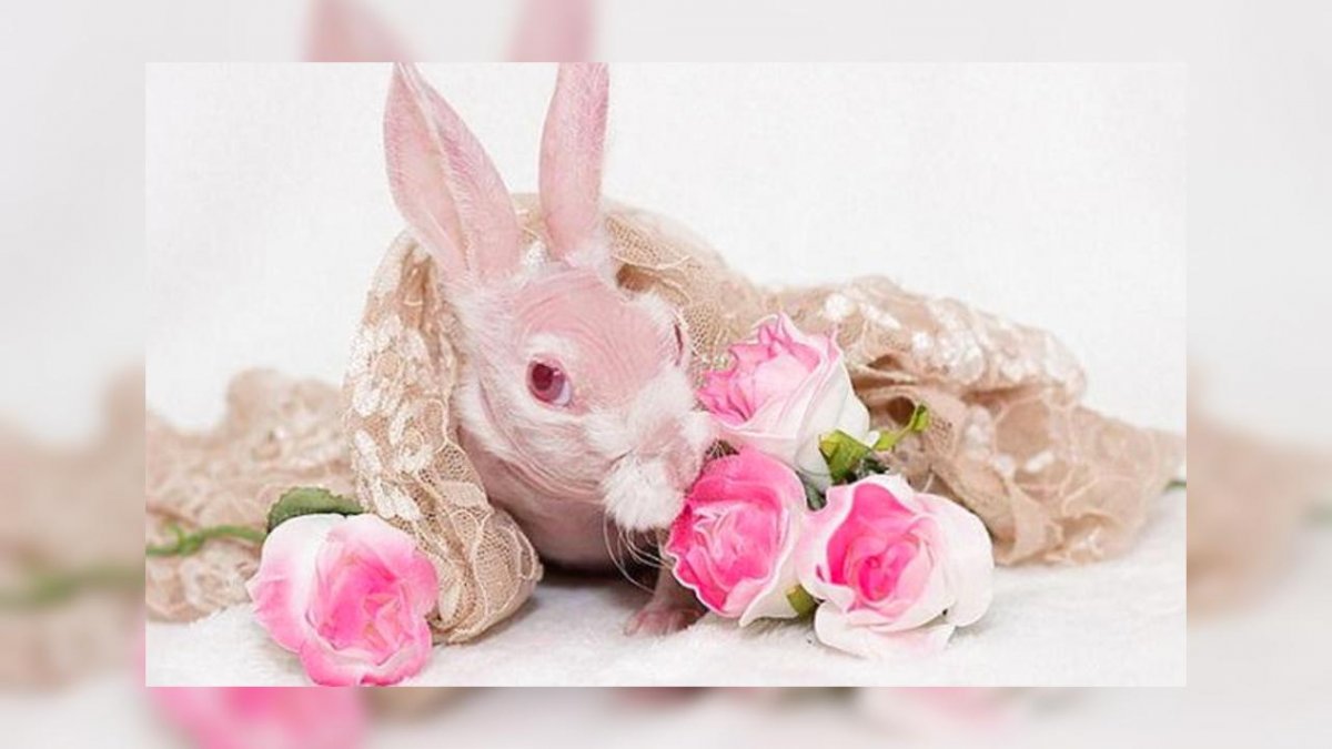 Зелёный заяц юмор