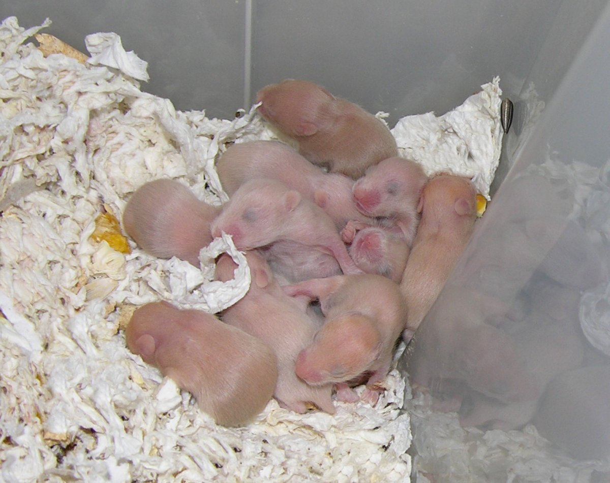 Маленькие хомячки Новорожденные