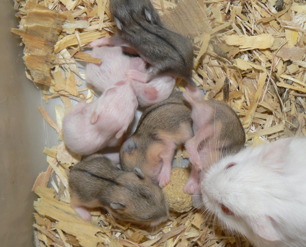 Хомячиха может родить без хомяка