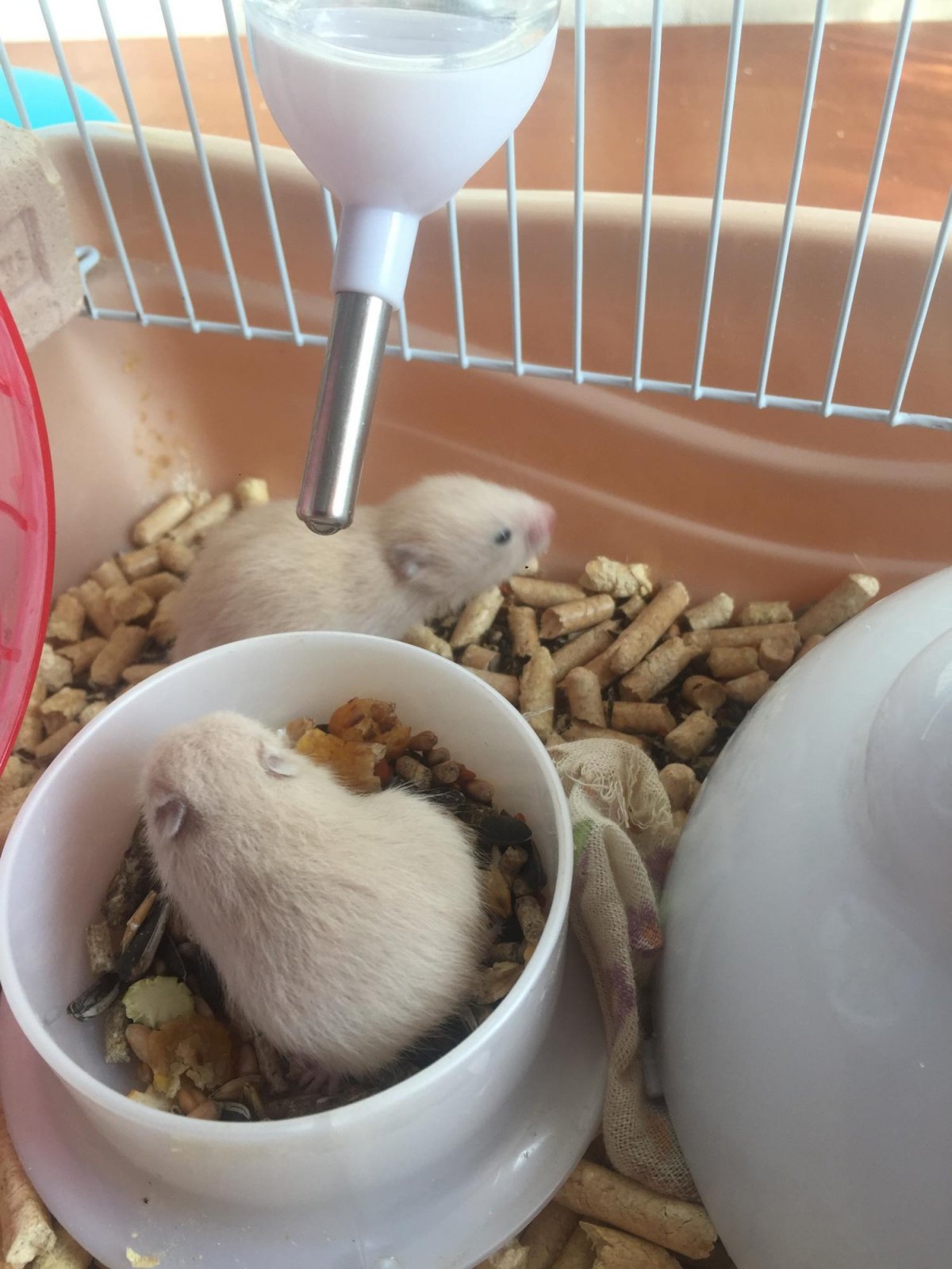 Хомячки Роборовского Новорожденные