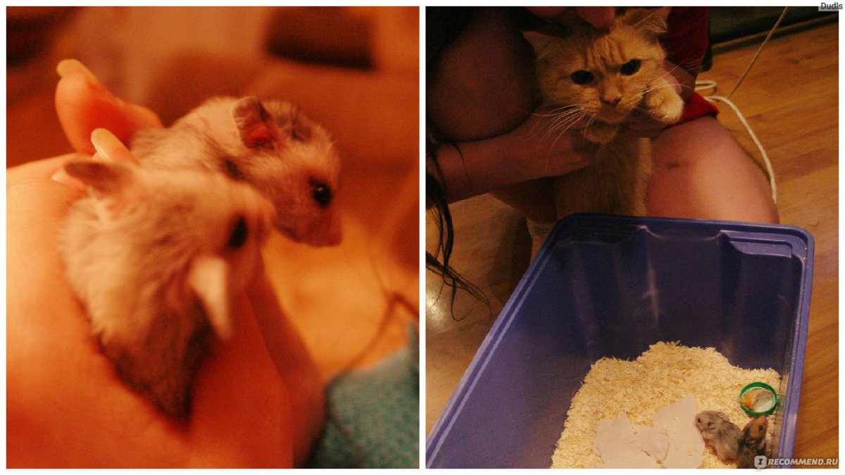 Хомяк большой Новорожденные