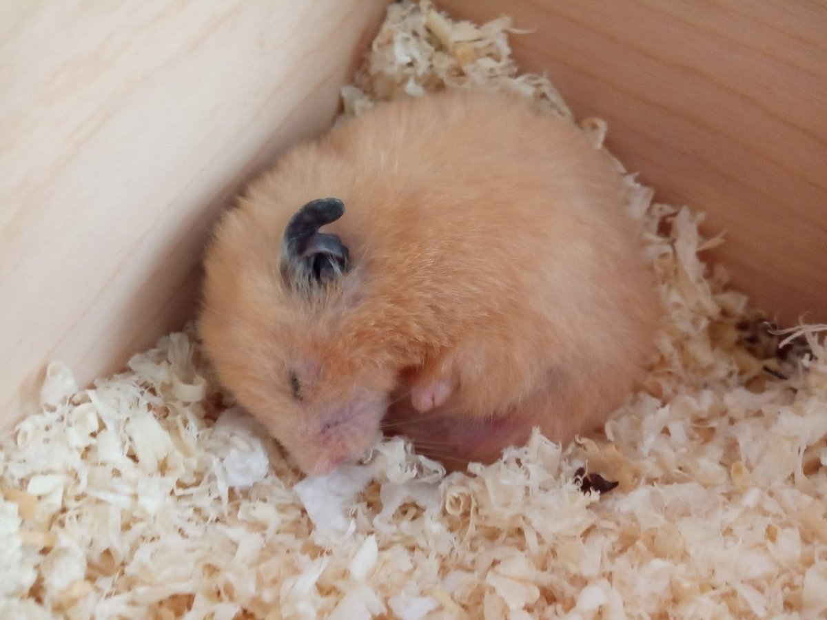 Новорождённые хомячки