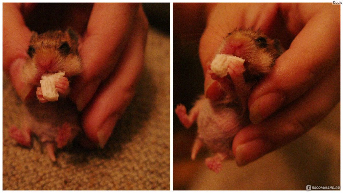 Новорождённые хомячки