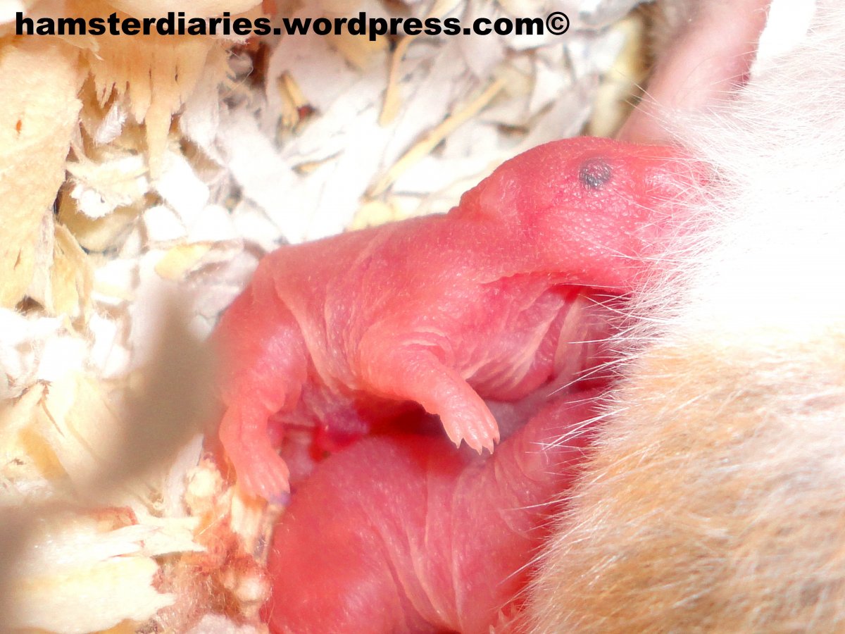 Новорожденный сирийский хомяк