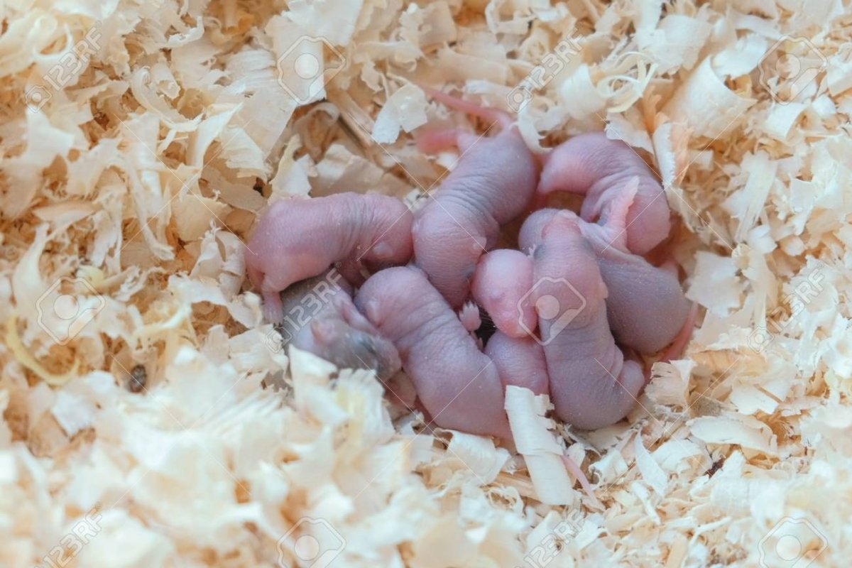 Детки хомяков джунгариков