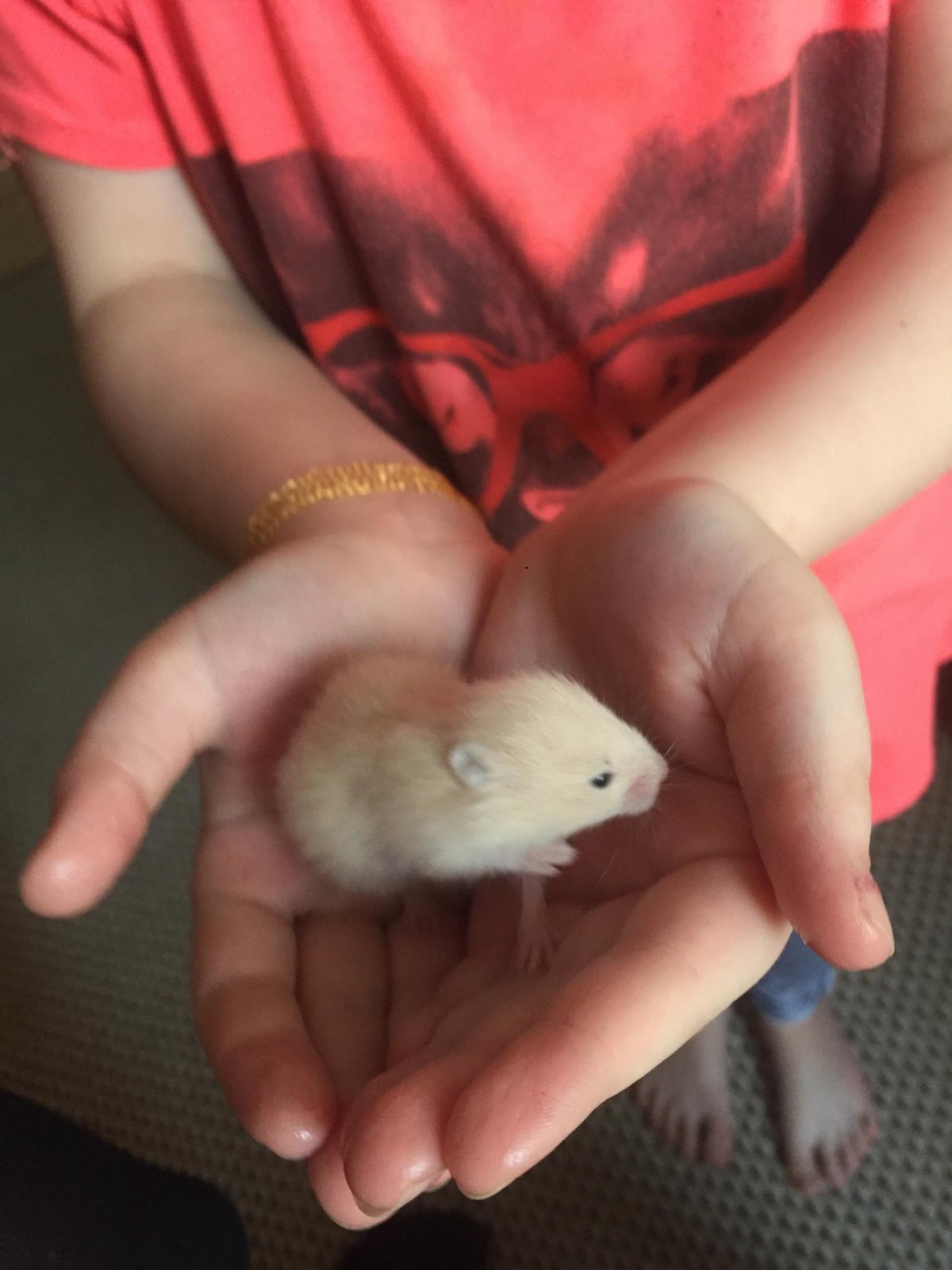 Новорожденные хомячки пищат