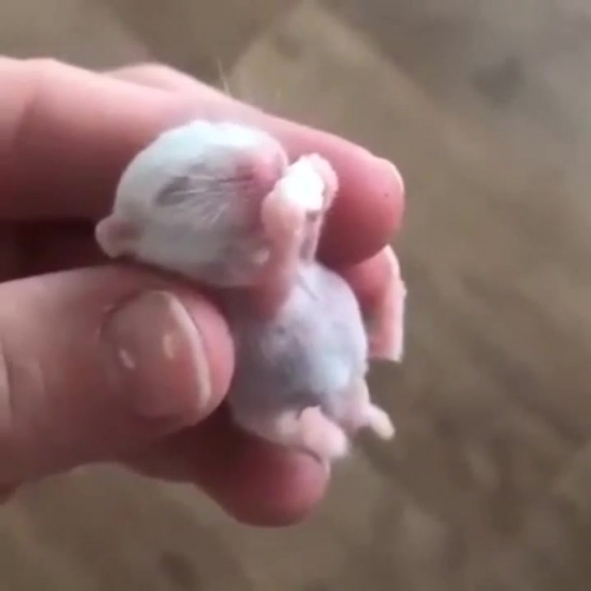 Хомяк есть хомяков каннибализм