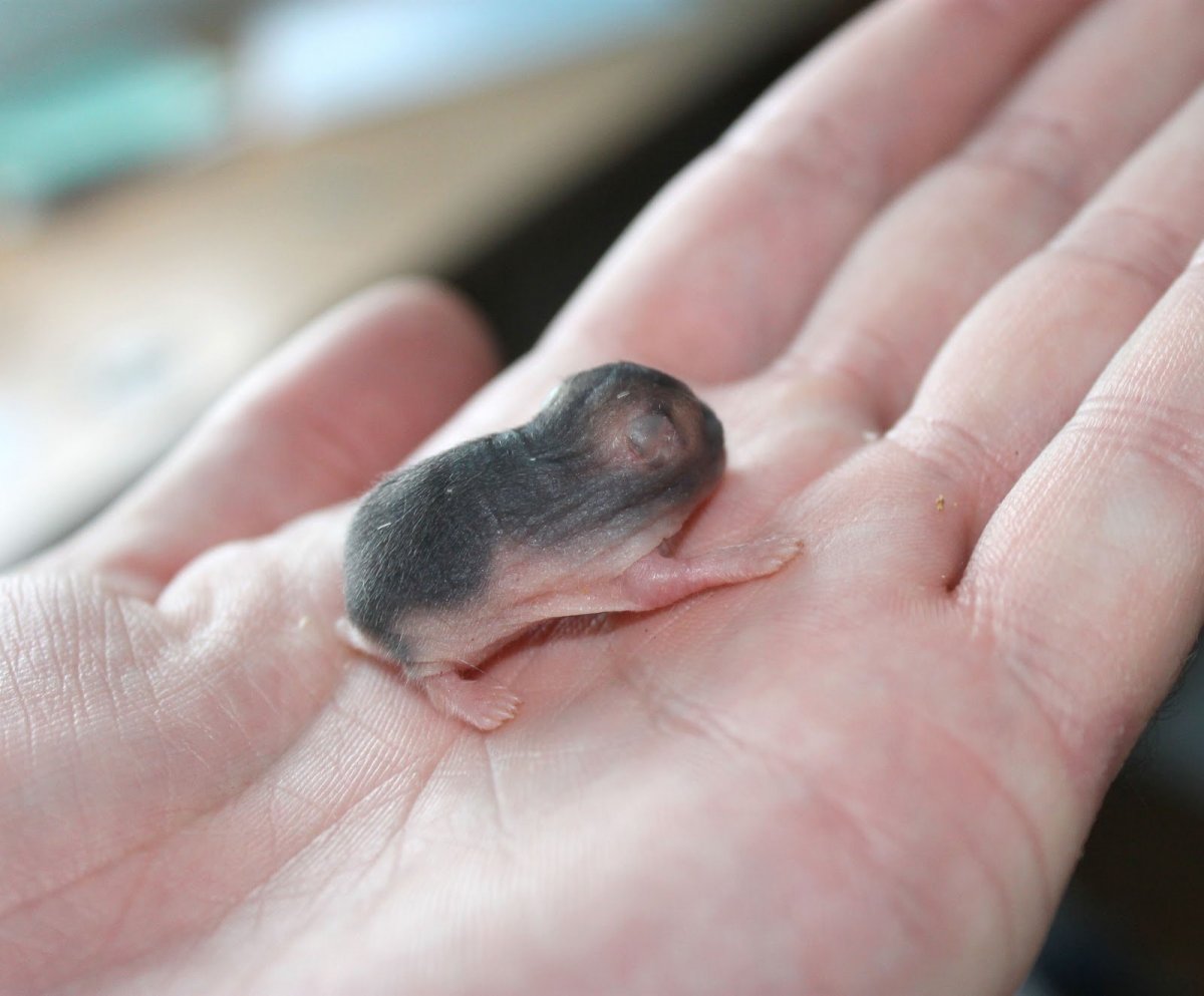 Сирийский хомяк Детеныши