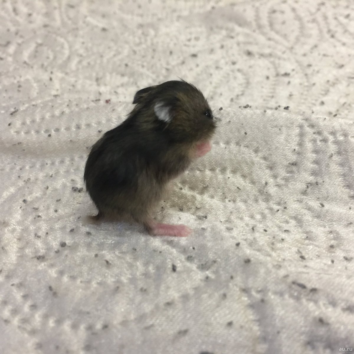Новорожденные хомяки сирийские
