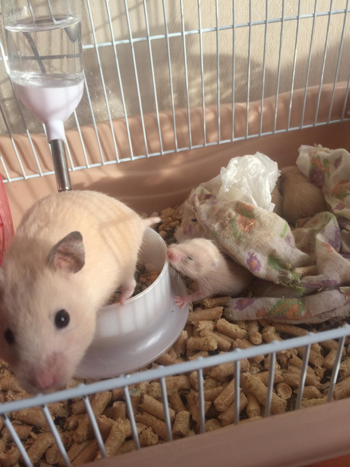 Сирийские хомячки Новорожденные