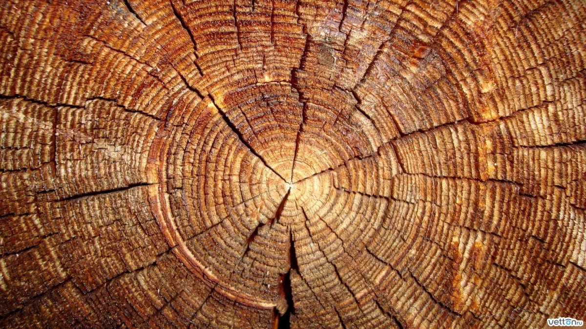 Обои под древесину